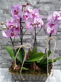 orkide, etiler ,kalite, prenses,