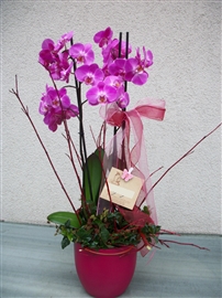 Prenses çiçek , Orkide , Etiler , Kalite